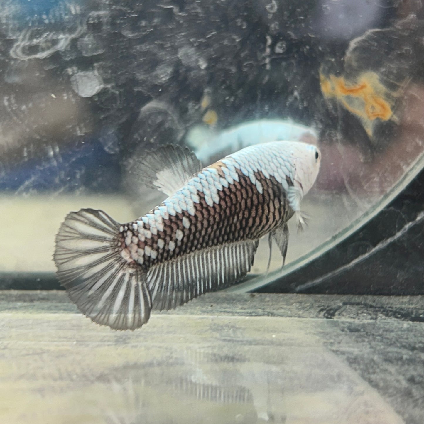 Betta Female Plakat Black Mamba Samurai #D13