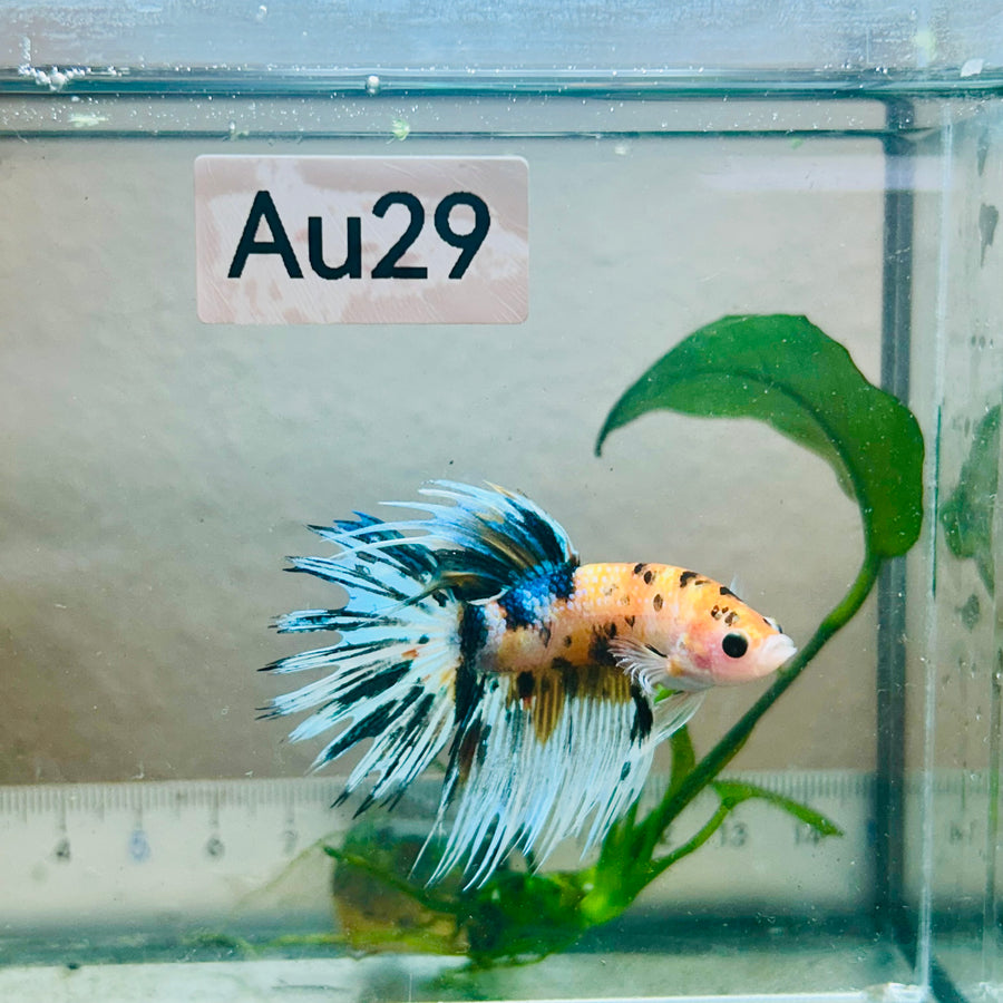Betta Male Crowntail Orange Koi #Au29