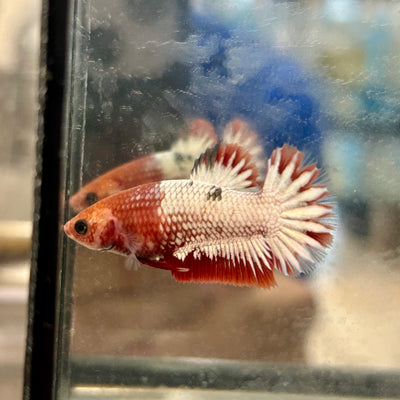 Red Fancy Copper Plakat - Female Betta 128