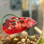 Koi Red Galaxy Plakat - Female Betta 019