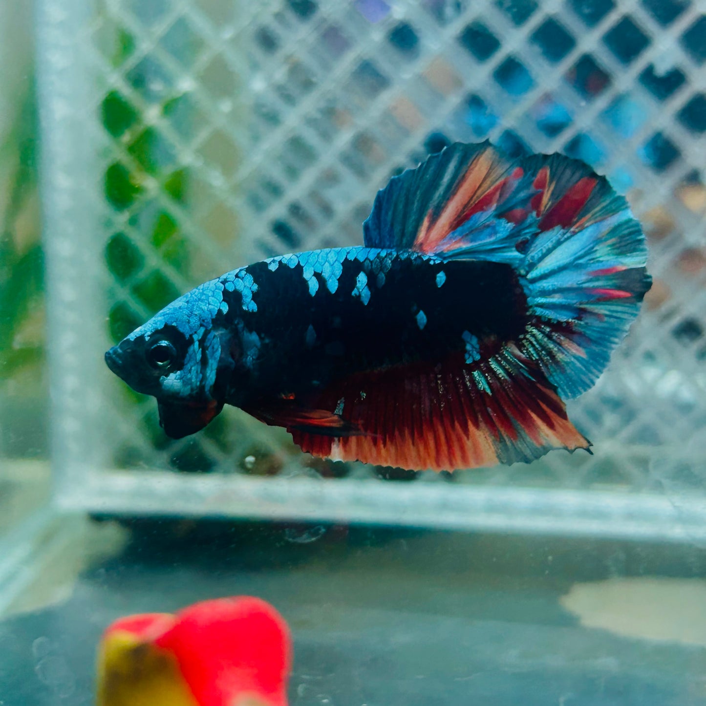 Plakat Avatar Nebula Male Betta #045