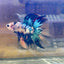 Multicolor Koi Halfmoon - Male Betta 138