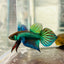 Wild Mahachai Green Male Betta Fish #079