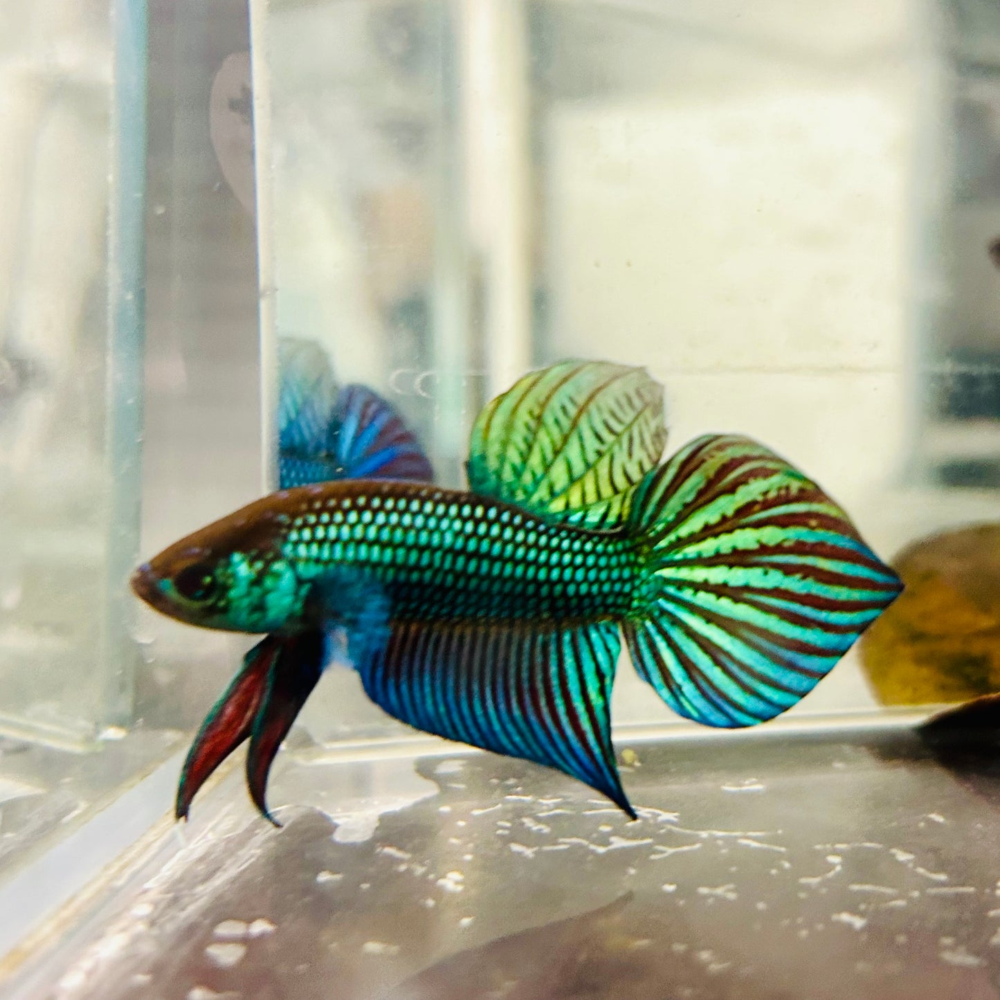 Wild Mahachai Green Male Betta Fish #079