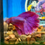 Purple Pink Halfmoon - Male Betta  023