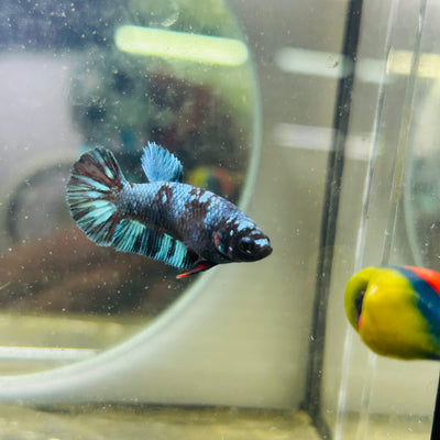 Avarta Nebula Plakat - Female betta 027