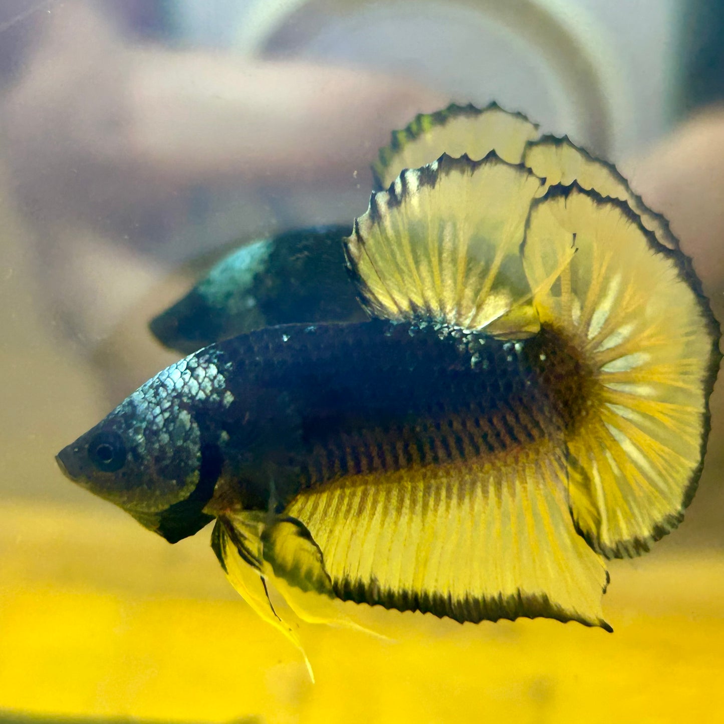 Black Mustard Plakat - Male Betta BM03