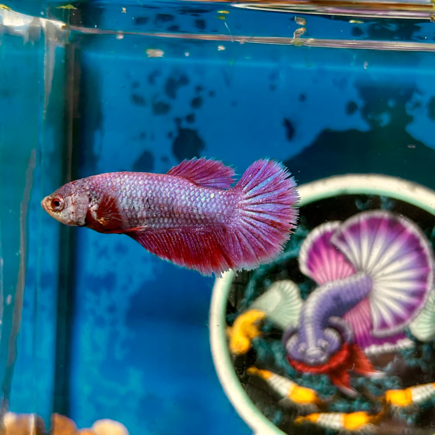 Purple Pink Halfmoon - Female Betta 108