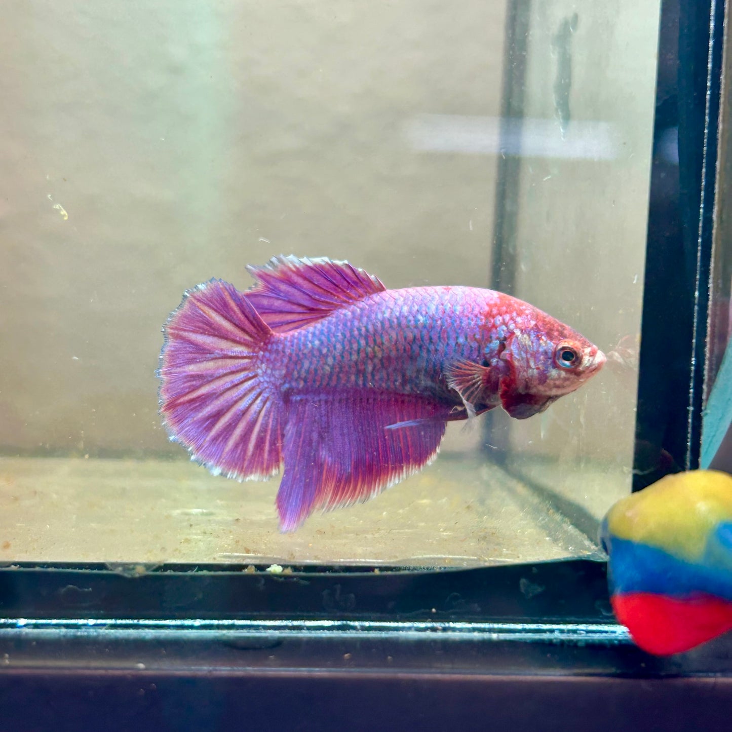 Purple Pink Halfmoon - Female Betta 198