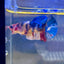 Multicolor Koi Plakat - Female Betta 086