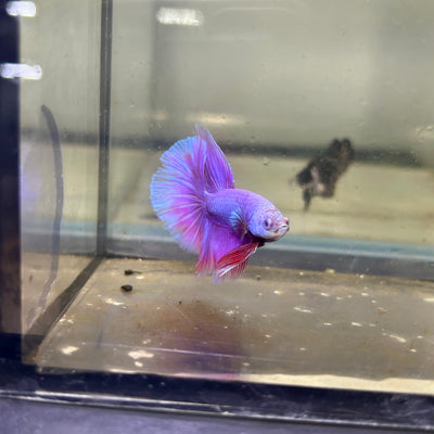 Purple Pink Halfmoon - Male Betta 150