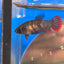 Red Blue Wild Imbellis - Female Betta 095