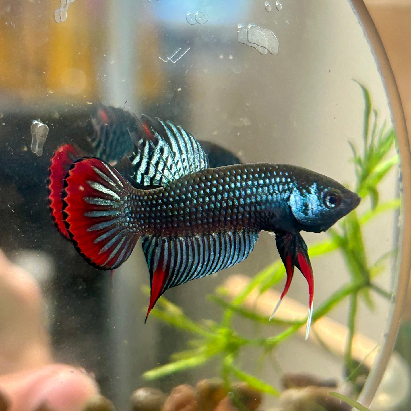 Wild Imbellis Grey - Male Betta 089