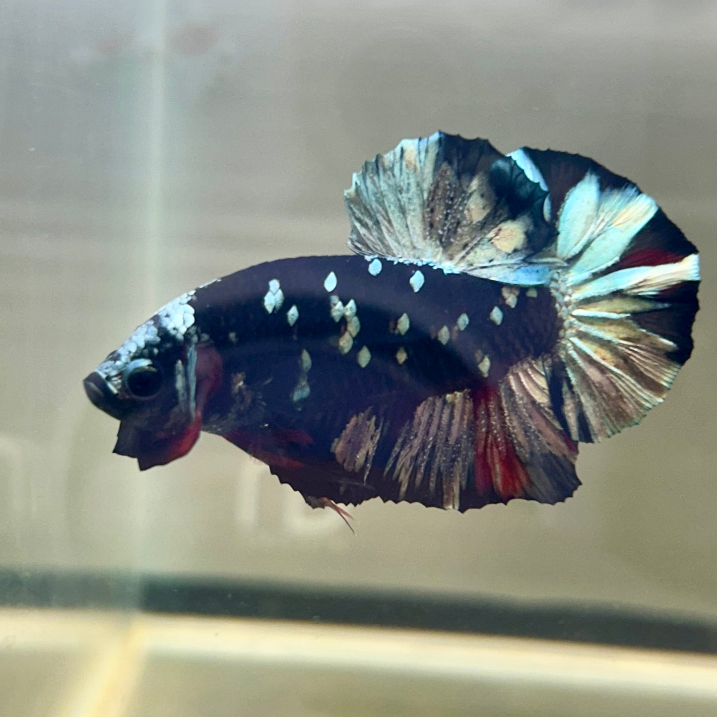 Nebula Copper Avarta Plakat - Male Betta 004