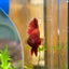 Red Gold Fancy Copper Halfmoon - Male Betta 108