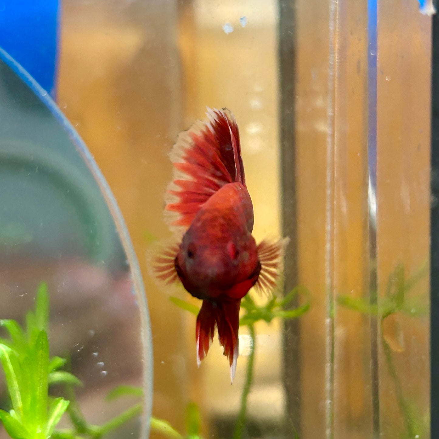 Red Gold Fancy Copper Halfmoon - Male Betta 108