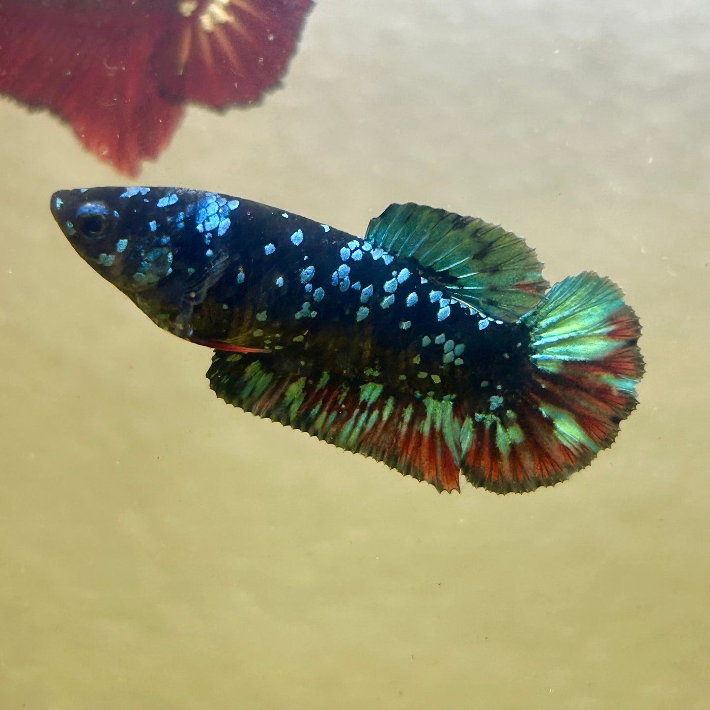 Avarta Nebula Plakat - Female Betta AF03