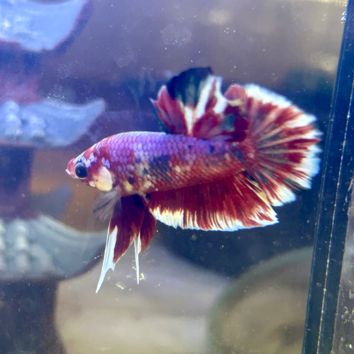 Red Barongsai Plakat - Male Betta 071