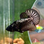 Black Samurai Plakat - Male Betta 017