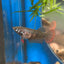 Red Blue Wild Imbellis - Female Betta 010