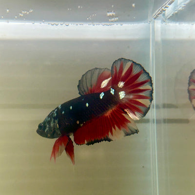 Vampire Copper Avarta Plakat - Male Betta 078