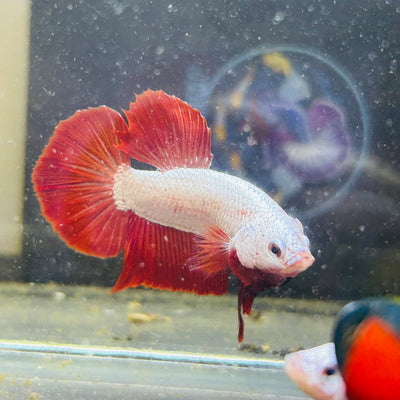 Red Dragon Plakat - Male betta 146