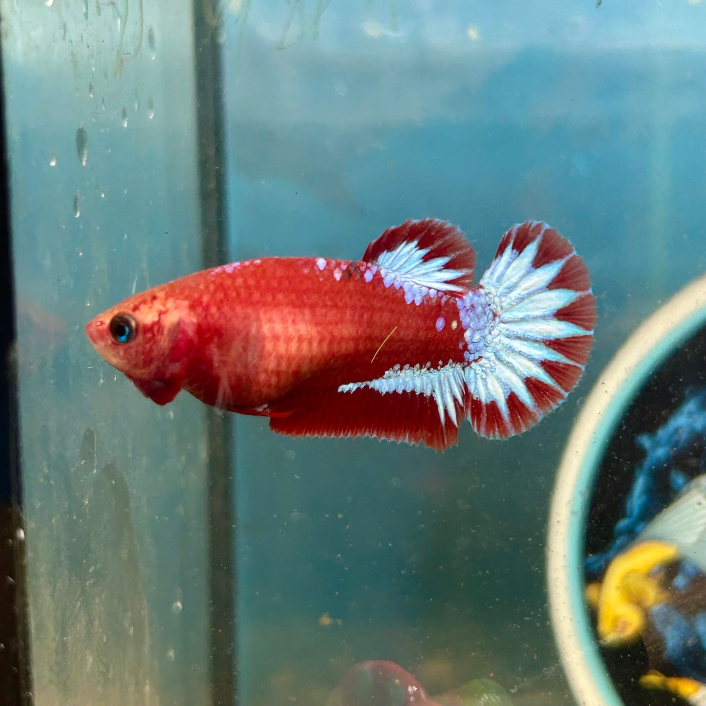 Red Fancy Plakat - Female betta