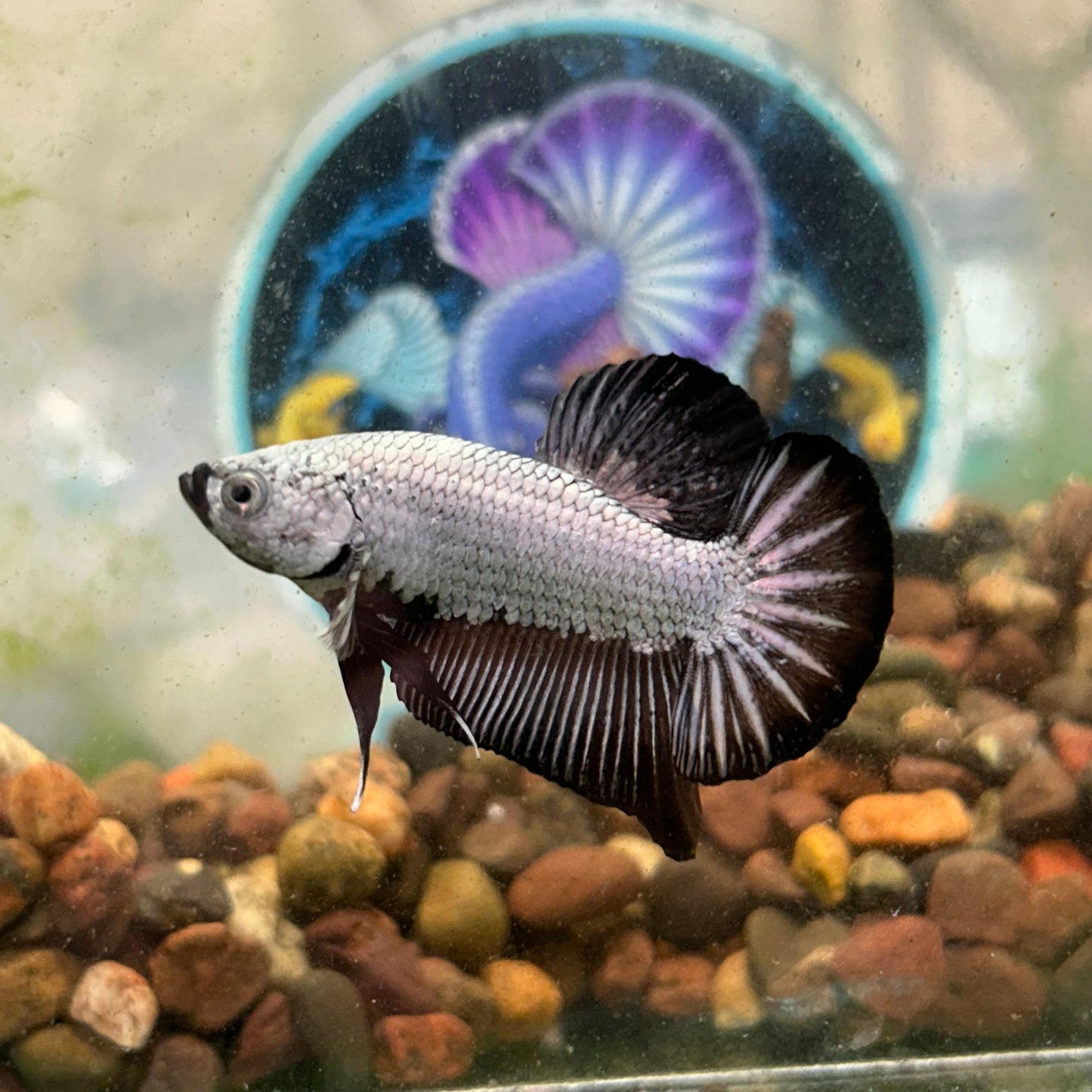 Black Dragon Plakat - Male betta 097
