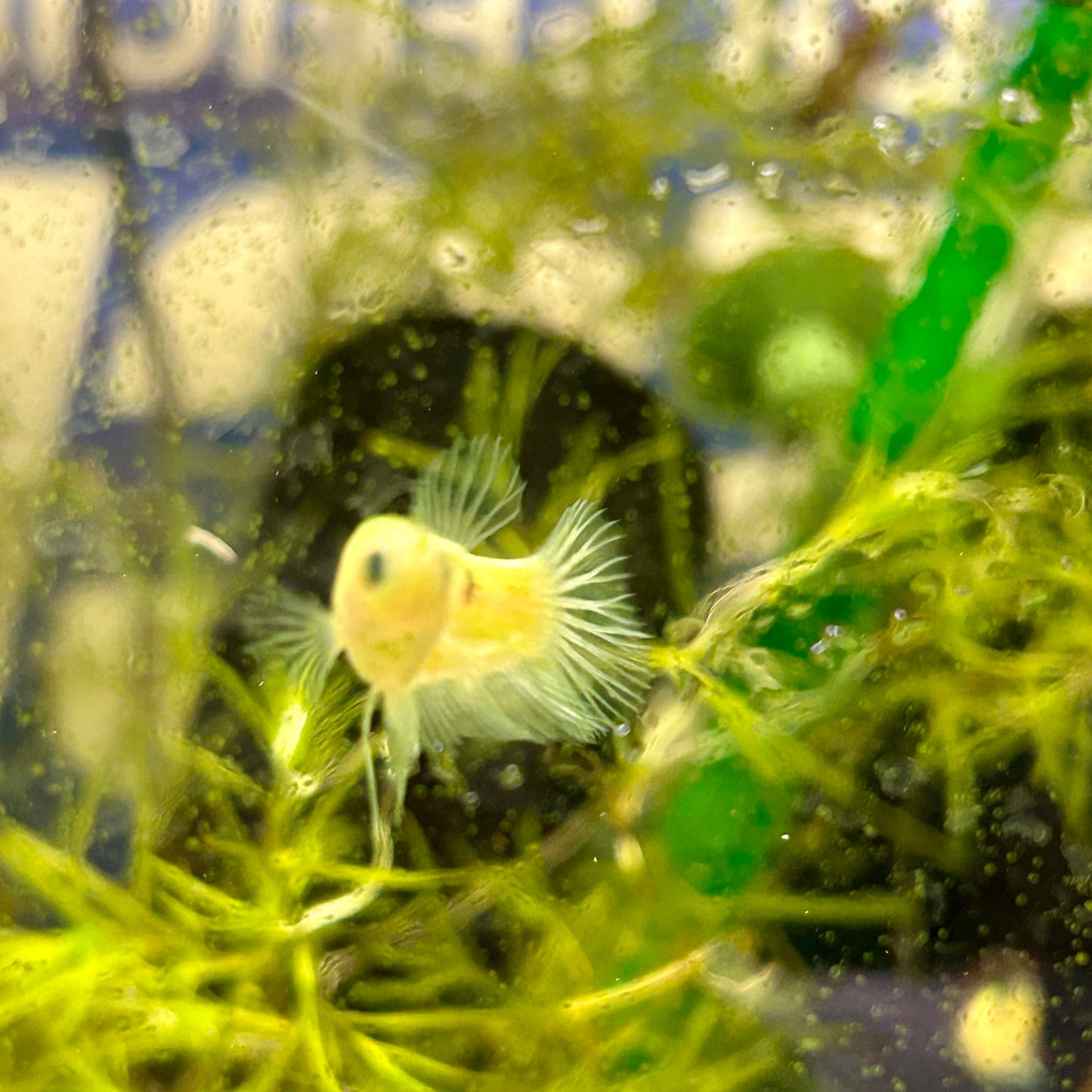 Green Neon Plakat - Female Betta