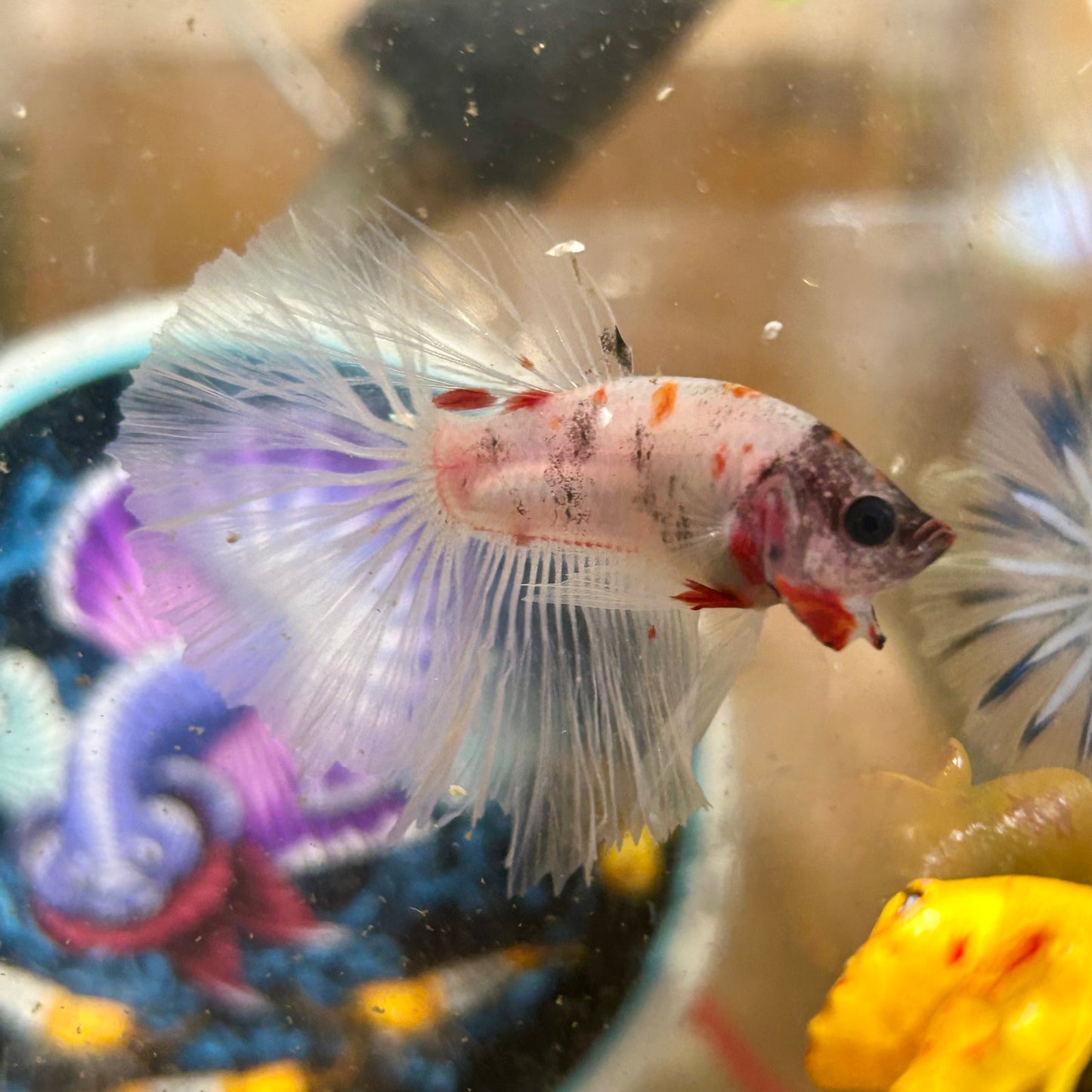 AOC Koi Halfmoon - Male Betta 076