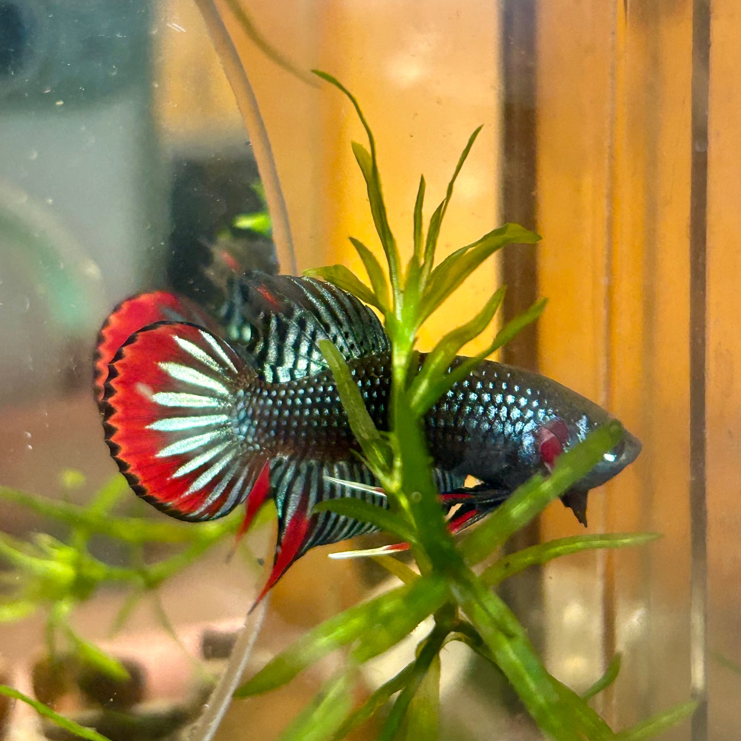 Wild Imbellis Grey - Male Betta 089