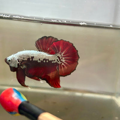 Blood Samurai Plakat - Male betta 185