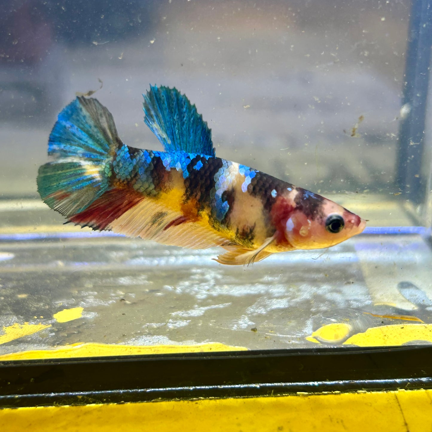 Multicolor Koi Plakat - Female Betta 086