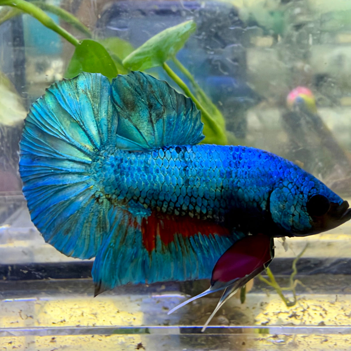 Plakat Turquoise Male Betta #091