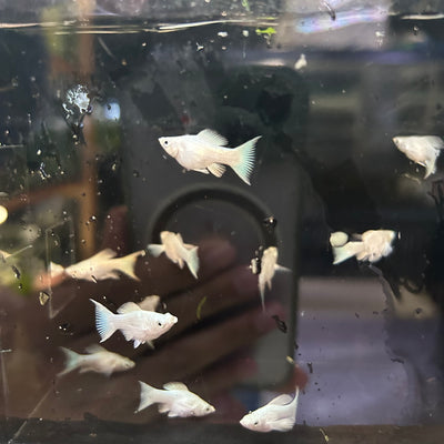 Platinum Lyretail Balloon Molly - Juvenile