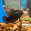 Black  Plakat - Female Betta 137