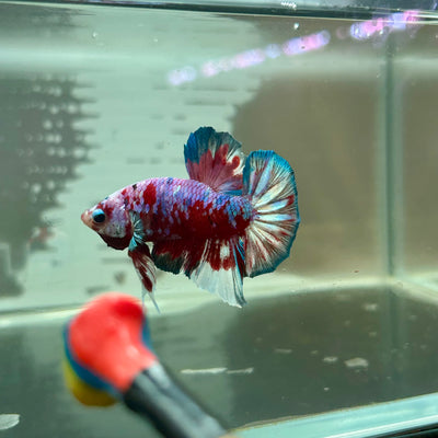 Red Snow Barongsai Plakat - Male Betta 184