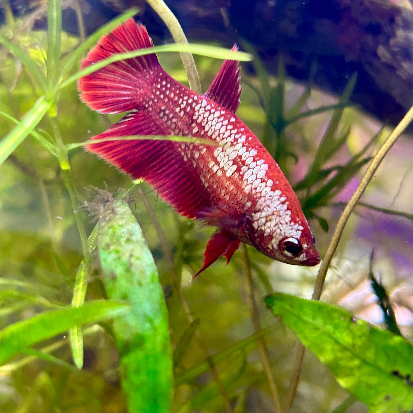 Red Gold Copper Halfmoon - Female betta