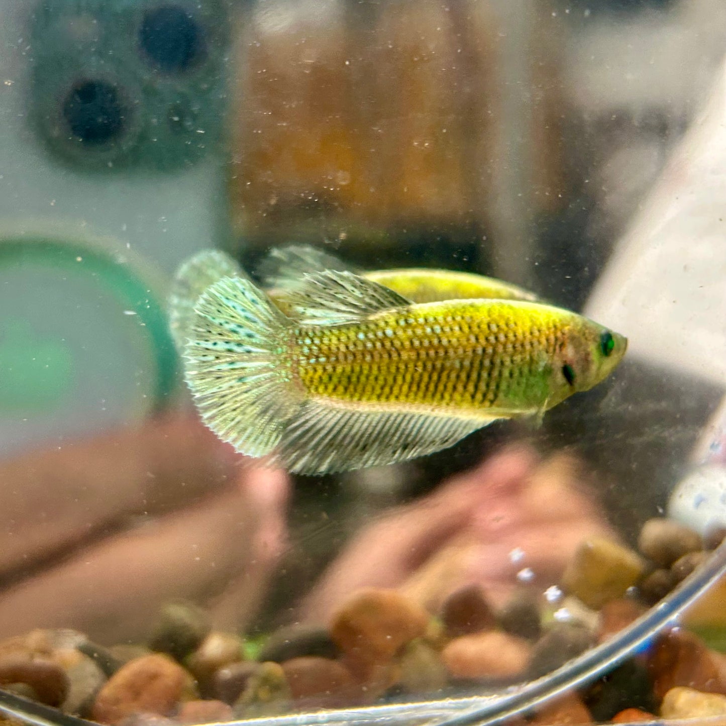 Neon Koi Plakat - Female Betta 170