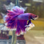 Purple Pink Feather- Male Betta FM1