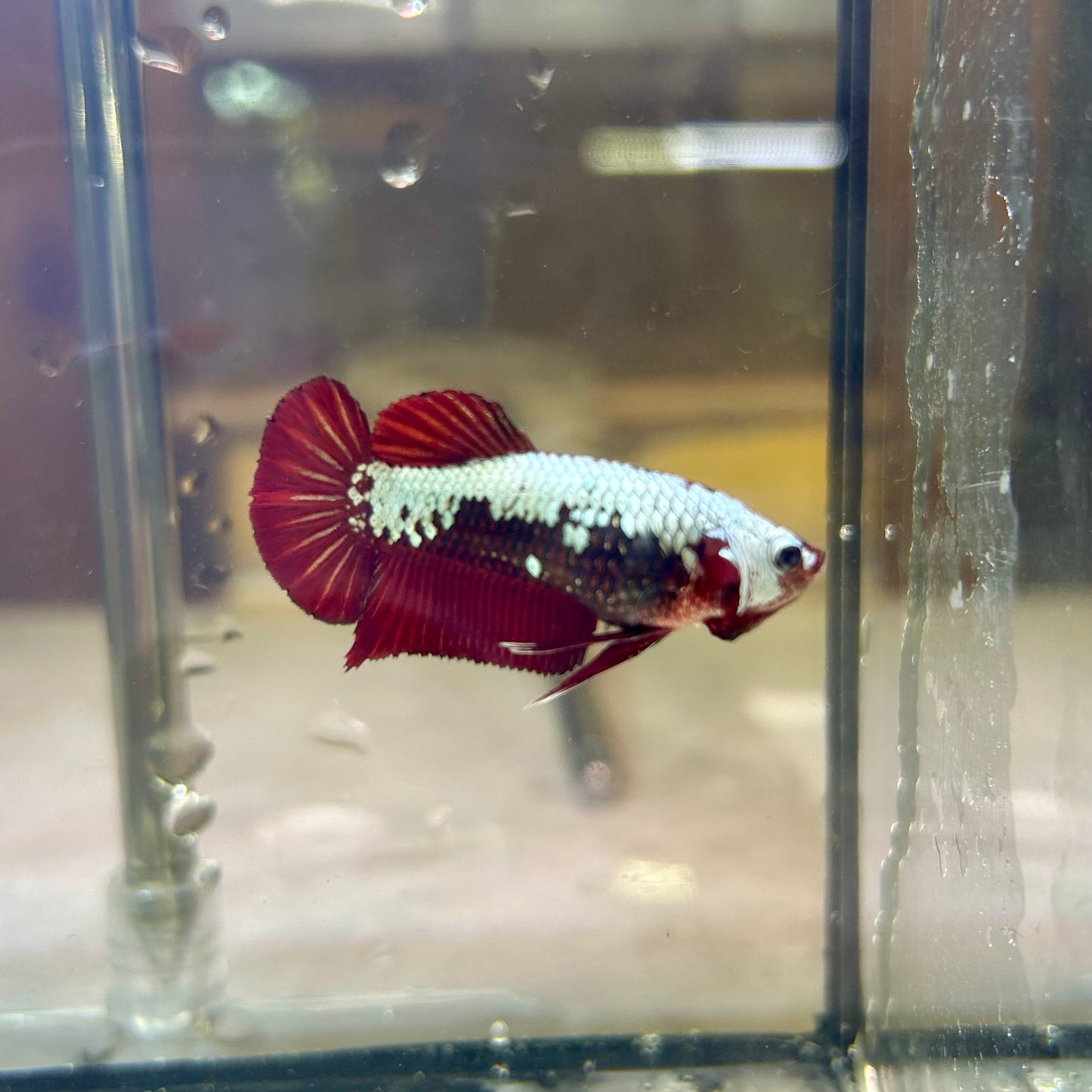 Blood Samurai Plakat - Female Betta SF02