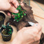Aqua Worx Omni glue used to attach Bucephalandra Buce Mini Coin to driftwood