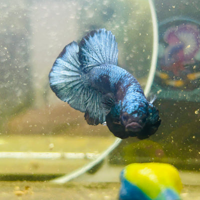 Avarta Steel Gray Plakat - Male betta 087