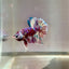 Red Snow Barongsai Plakat - Male Betta 173