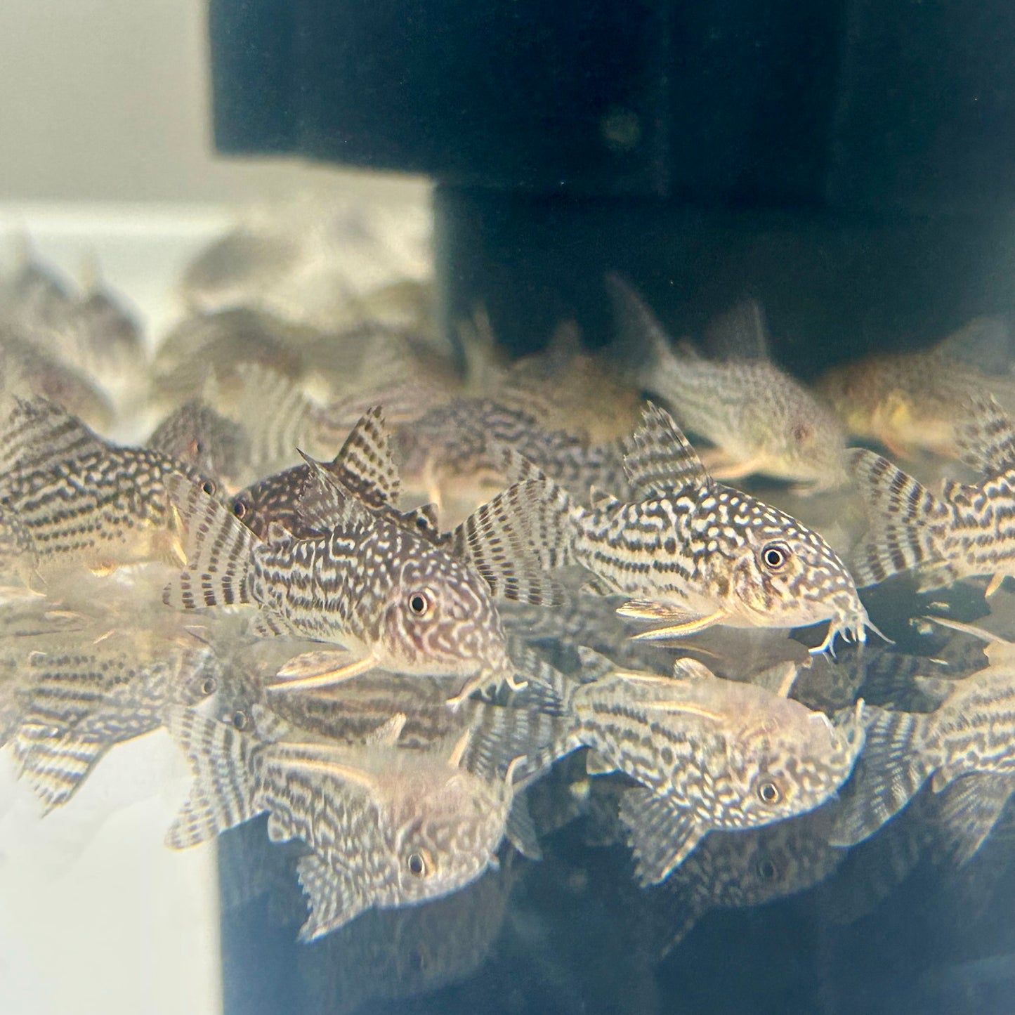 Sterbai Corydoras