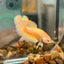 Gold Vanda Plakat - Male Betta 035