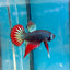 Wild Imbellis Green - Male Betta 045