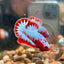 Red Fancy Copper Plakat - Male Betta 120