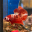 Red Gold Galaxy Plakat - Male Betta 103