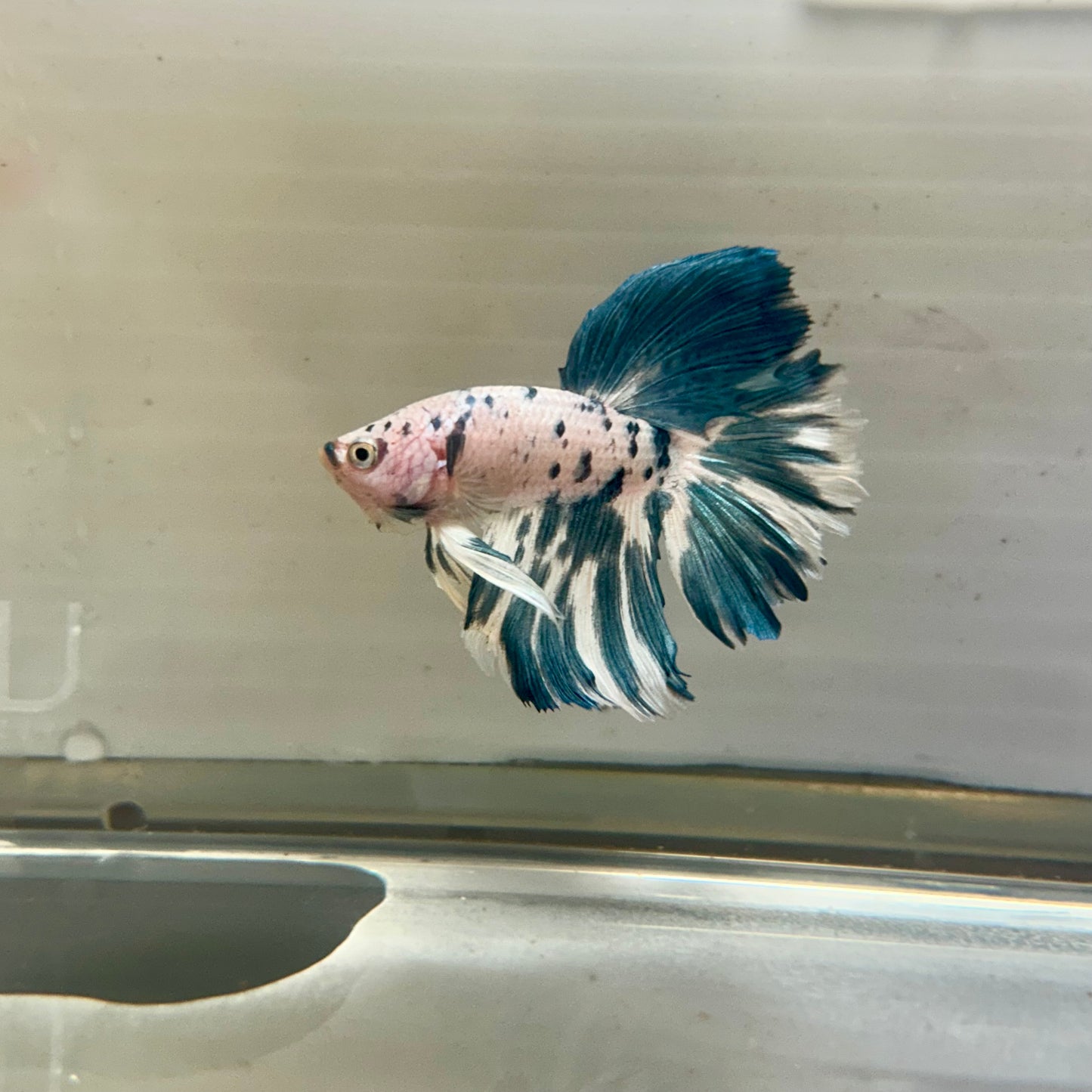 Blue Marble Halfmoon - Male Betta 155